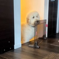 固まる栗丸くん