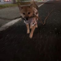 お散歩中に枝を拾った豆柴ちゃん