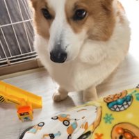 見つめる犬