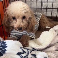 元繁殖犬のモカちゃん