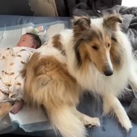赤ちゃんのそばでくつろぐ2匹の犬