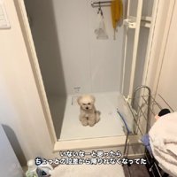 ハクちゃんが行方不明に…