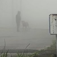 土佐犬