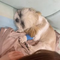 小さな体で手術することに