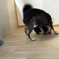 子犬を捕まえる柴犬