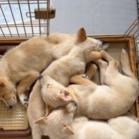 ケージの中で寄り添い合って眠る4匹の子犬