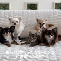 みんなのアイドルになっちゃった