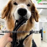震える大型犬