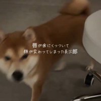 近づきながら飼い主の顔を見る犬