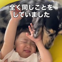 成長した幼児の頭に丸まってくっつく犬