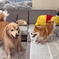 おからちゃんに猛抗議！！