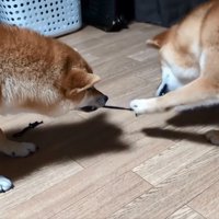引っ張り続ける2匹