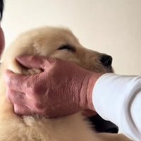 キョトン顔のリブちゃん