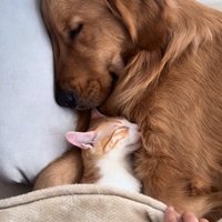 布団をかけるママ