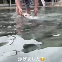 水の中を泳ぐ犬