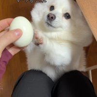 ゆで卵を欲しがるベラちゃん