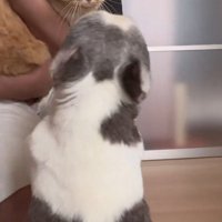 飼い主が抱き上げている猫を見つめる犬