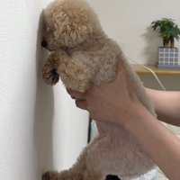 壁にペチャッ