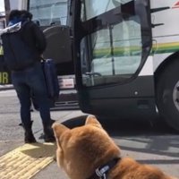 バスに乗る人を見守る犬