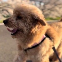 桜が咲いている道を散歩する犬