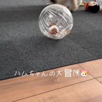 冒険中のハムスターとワンコたち6