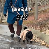 少し滑ってしまったパグ