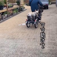 電動式三輪車のカゴから女性を見つめる犬