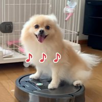 室内ドライブのきなこちゃん