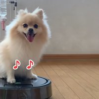 楽しいきなこちゃん