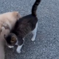 挨拶する猫と犬