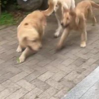 にぎやかなファミリーの姿にホッコリ