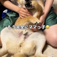 前脚を口元に近づける犬