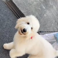 大型犬が家に来たばかりの頃