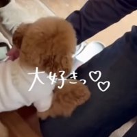 先生を歓迎する犬