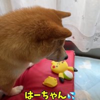 おもちゃが壊れて悲し気な柴犬