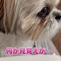 不安そうな顔の犬