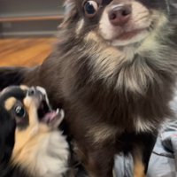 よもぎ君VSしょうぶ君の喧嘩7