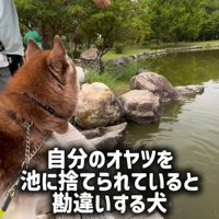 鯉に餌をあげた時のたこやきちゃん