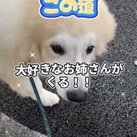 お姉さんを迎えに来たボンドくん