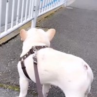 犬の方へ走ってくる救急車