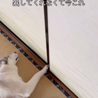 飼い主さん、和室から出られない
