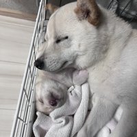 そっくり