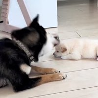 子犬の鼻先に顔を近づける犬