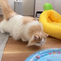 へっぴり腰で様子を見に来るレモンさん