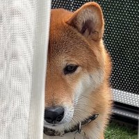 目を伏せる犬2