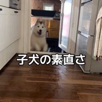 ハスキー3匹を呼んだ時の反応2