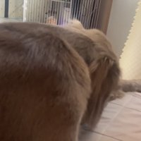 前を向いたままの犬