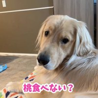 桃を食べるコロッケくん