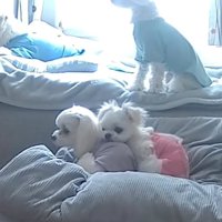 お兄ちゃん犬の上に頭を乗せる小型犬