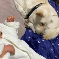 いつでもそばに愛犬が…